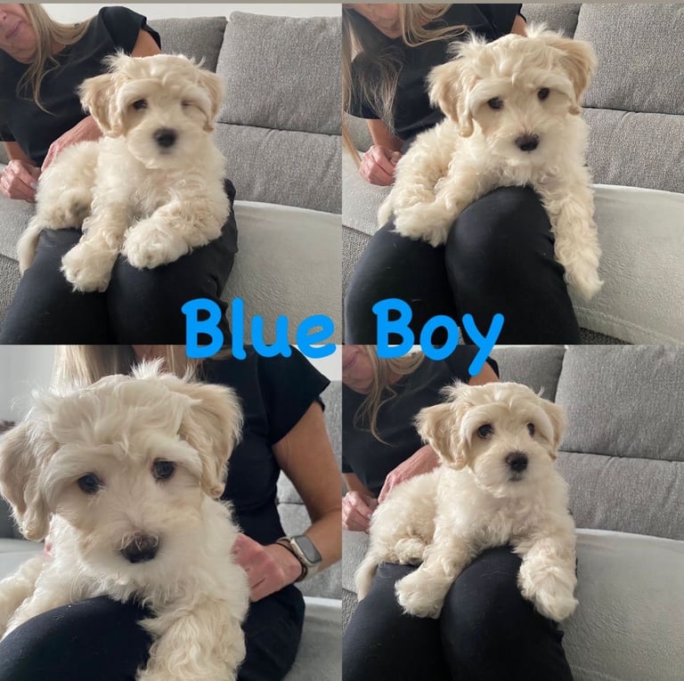  2 Gorgeous Maltipoo puppies ready now 💙🐶