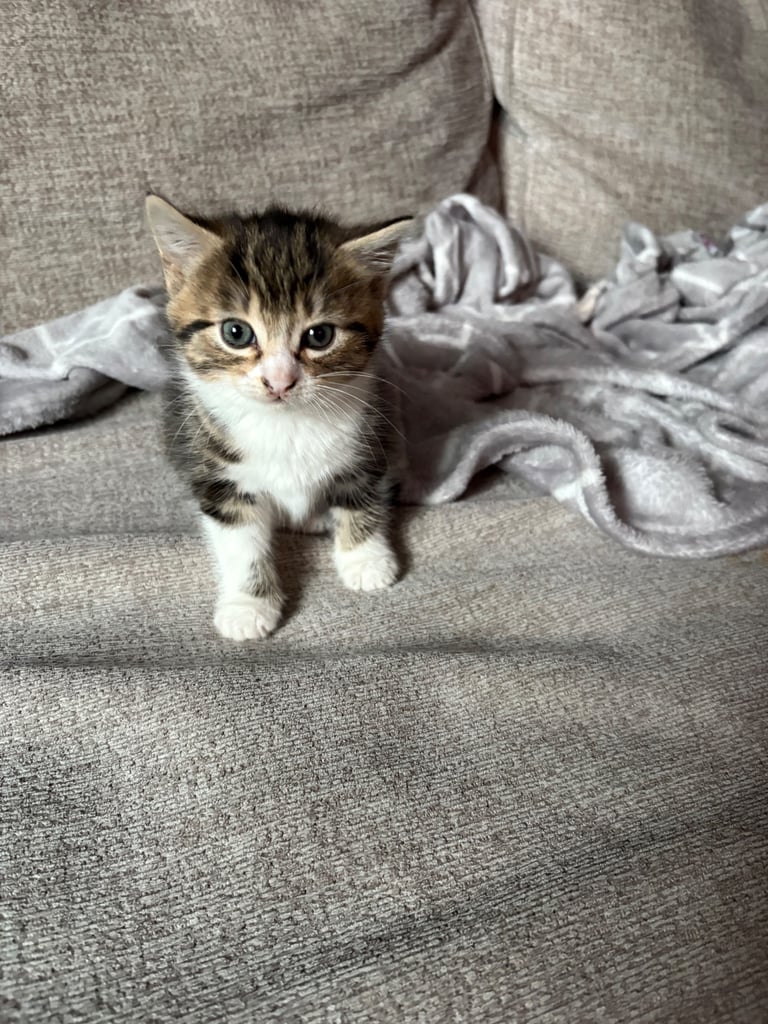Kittens for sale 