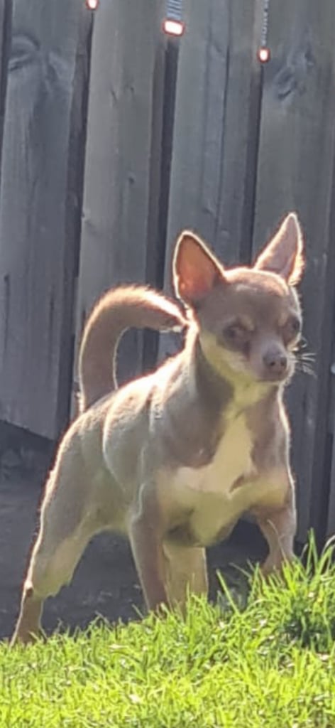 Chihuahua pup 