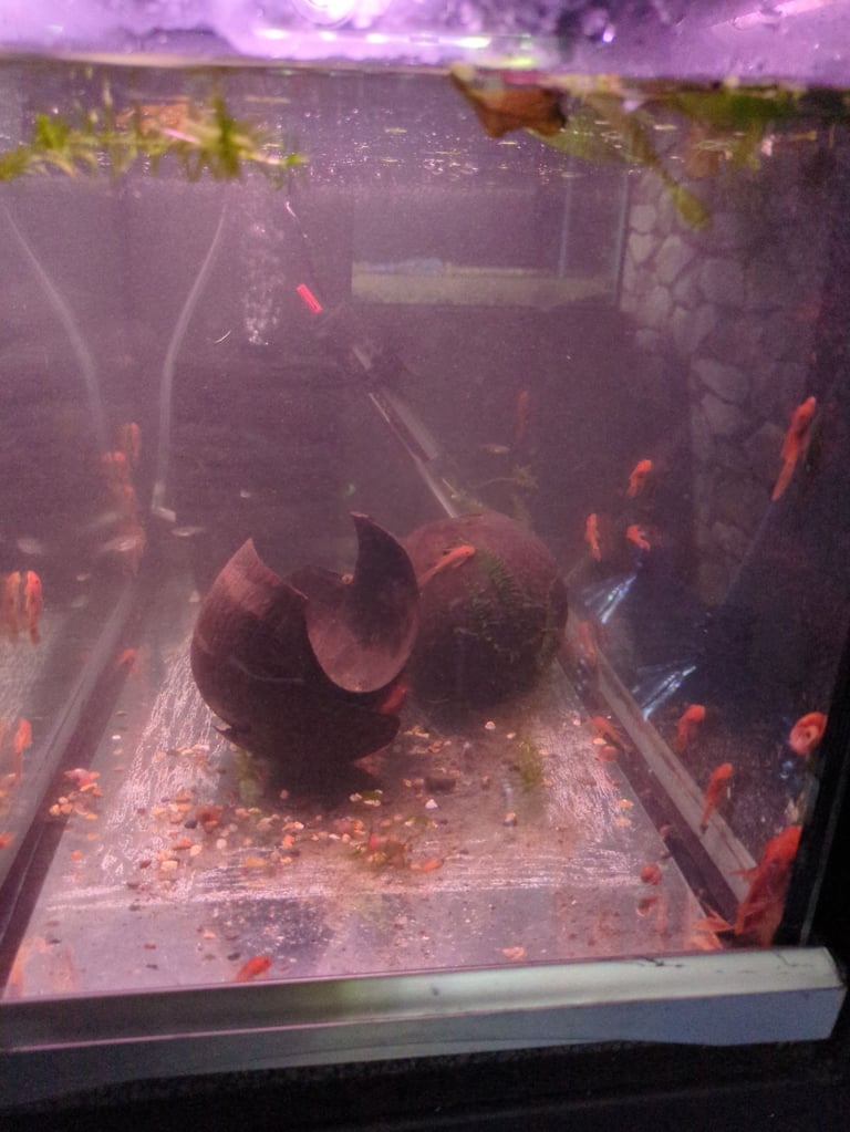 tropical fish, discus, red pleco, endlers guppies ,