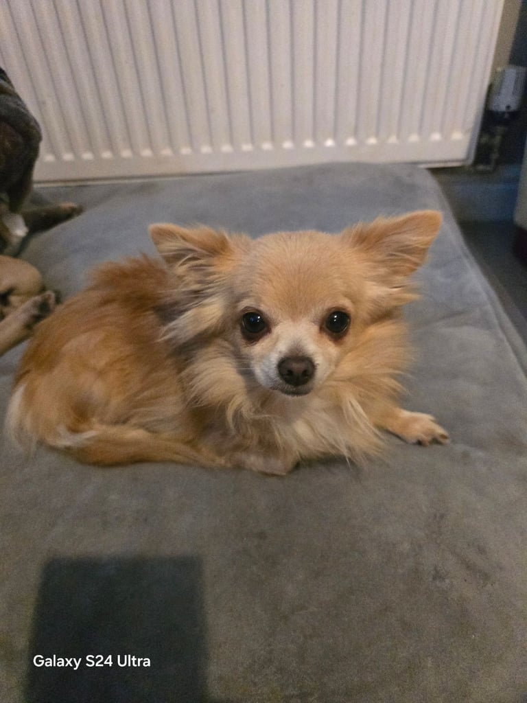 image for chihuahua 3 years old