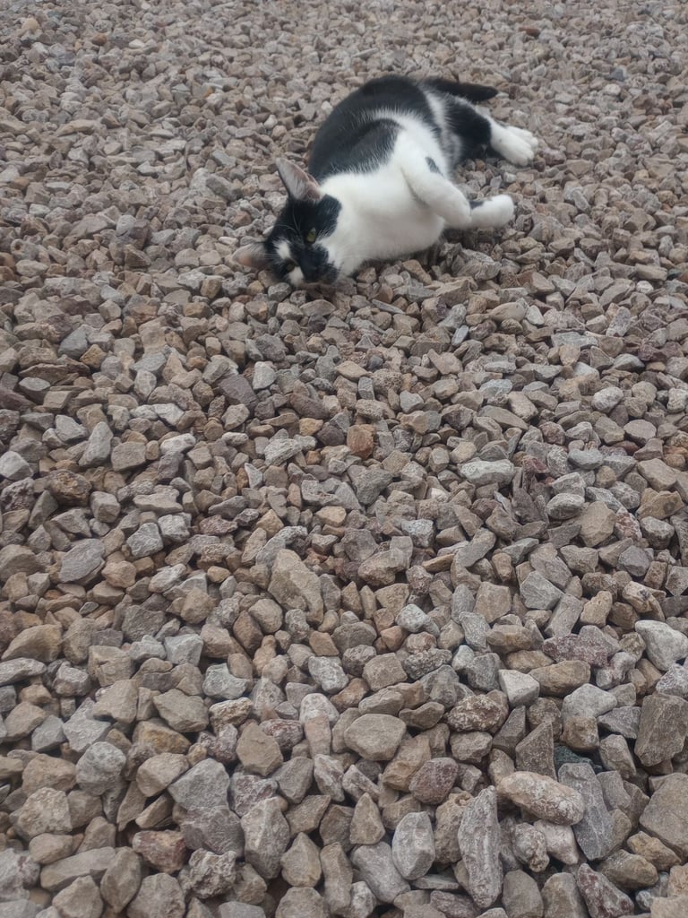 image for Farm cat