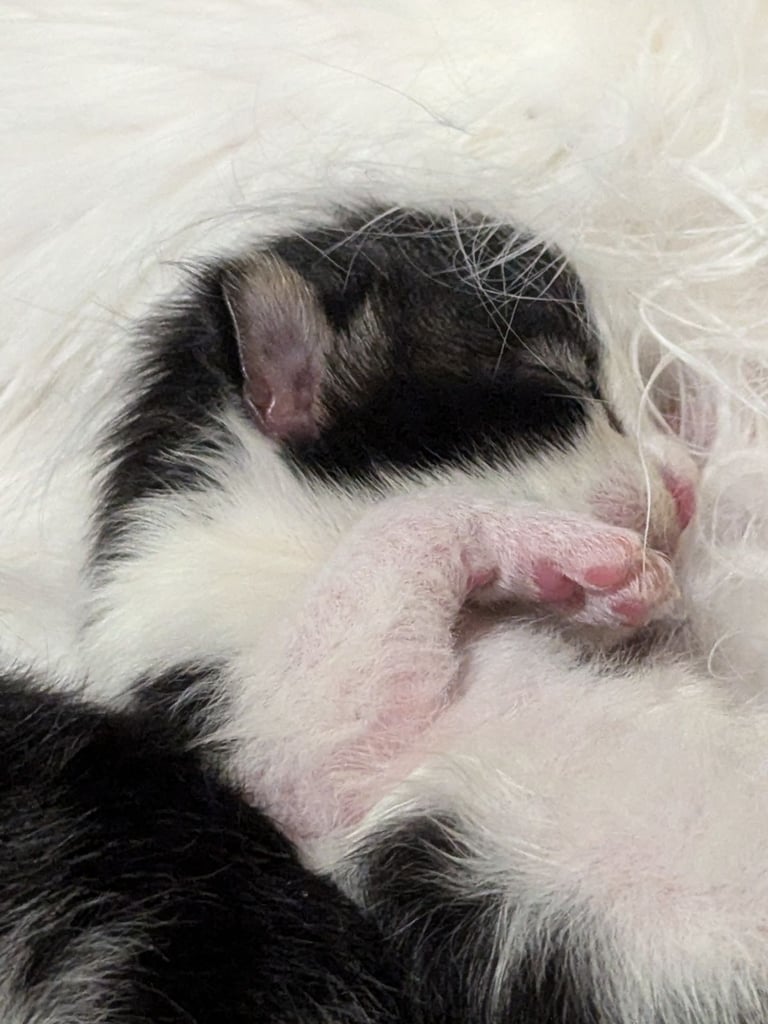 🐾 Giant GCCF Maine Coon Kitties 🐾