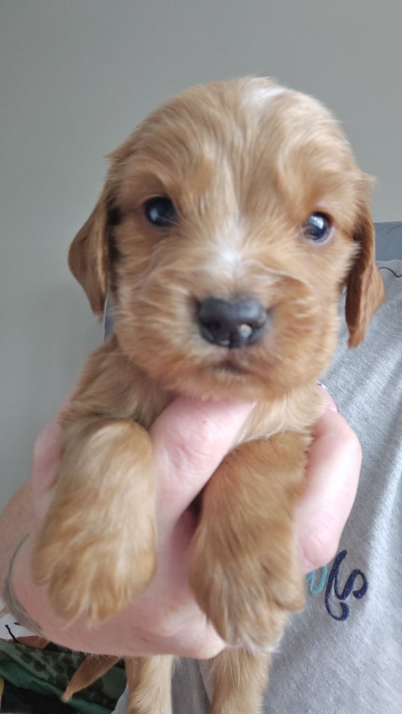 Cocker spaniel puppies