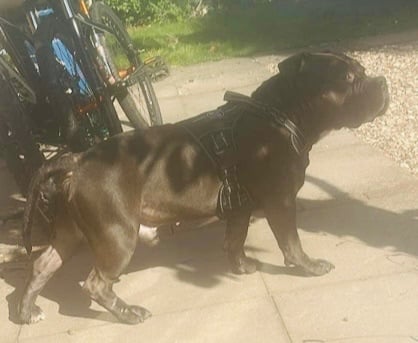 Beautiful friendly pocket bully x staffy