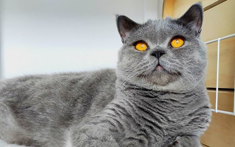 Rehome cats. 1 x British short hair blue 1 x blue tabby
