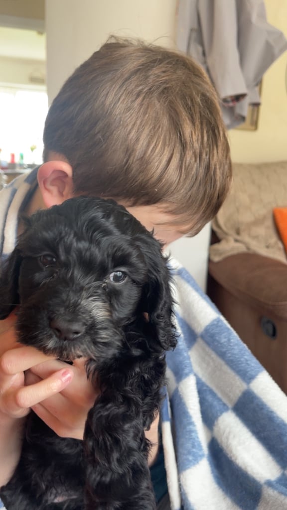 9 week old sproodle 