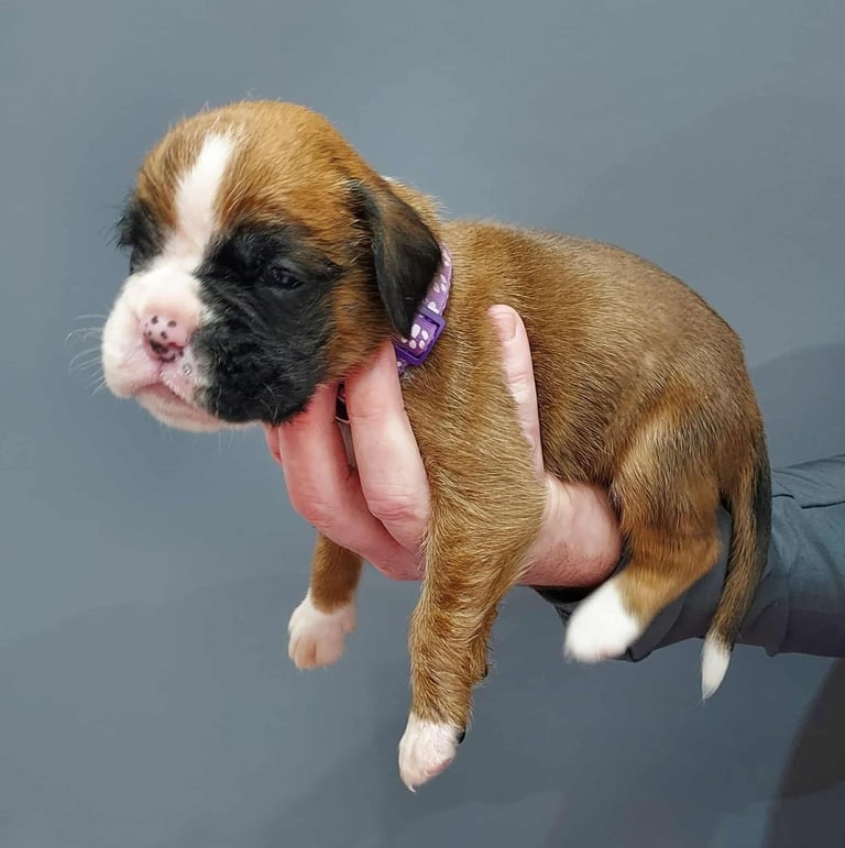 Boxer puppies 