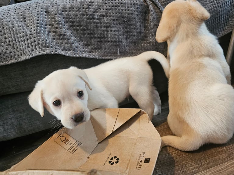 Beautiful Yellow Labrador Puppies for Sale