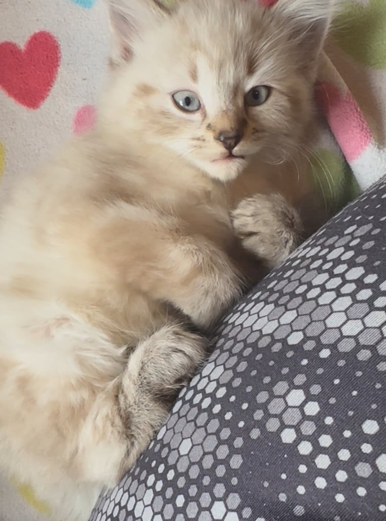 Ragdoll cross kittens 