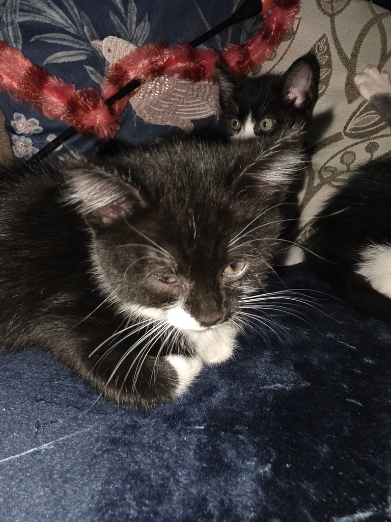 Black and white kittens for sale