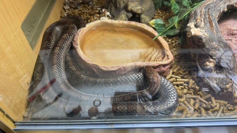 Corn snake and Vivarium