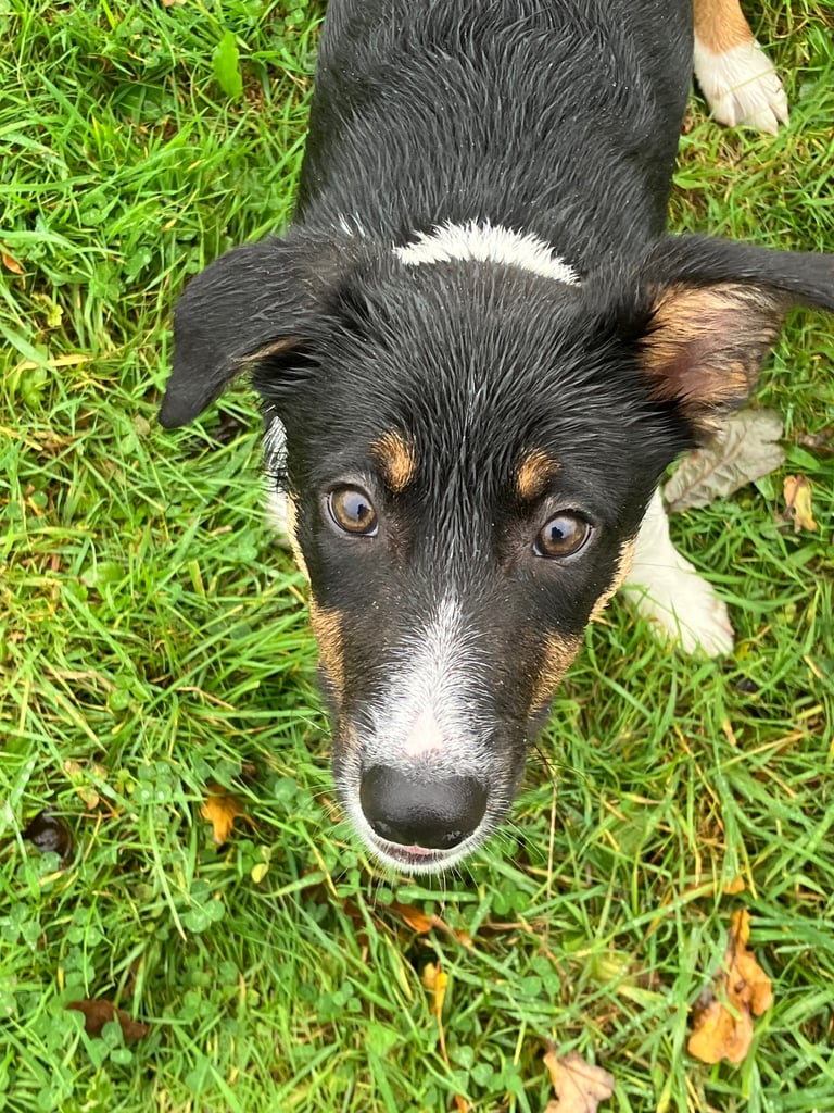 Tri colour smooth haired puppy 