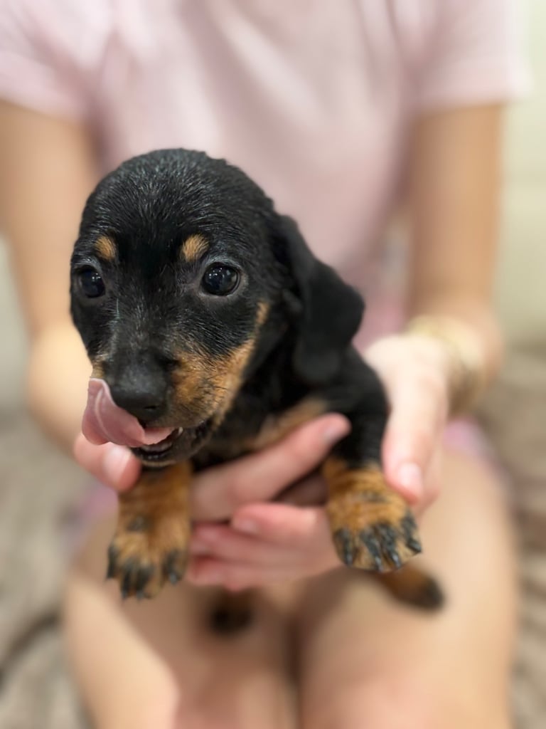 Dachshund puppies 