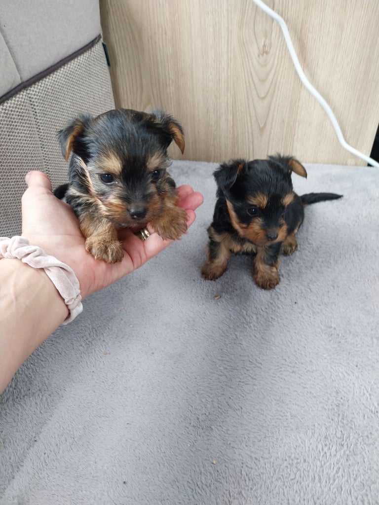 2 Yorkshire terror puppies 