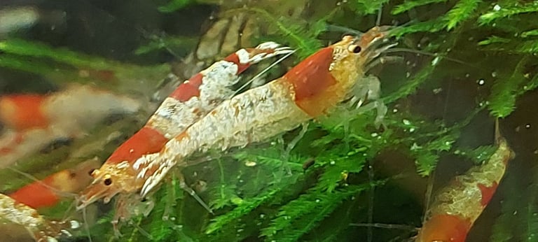 Crystal red shrimp
