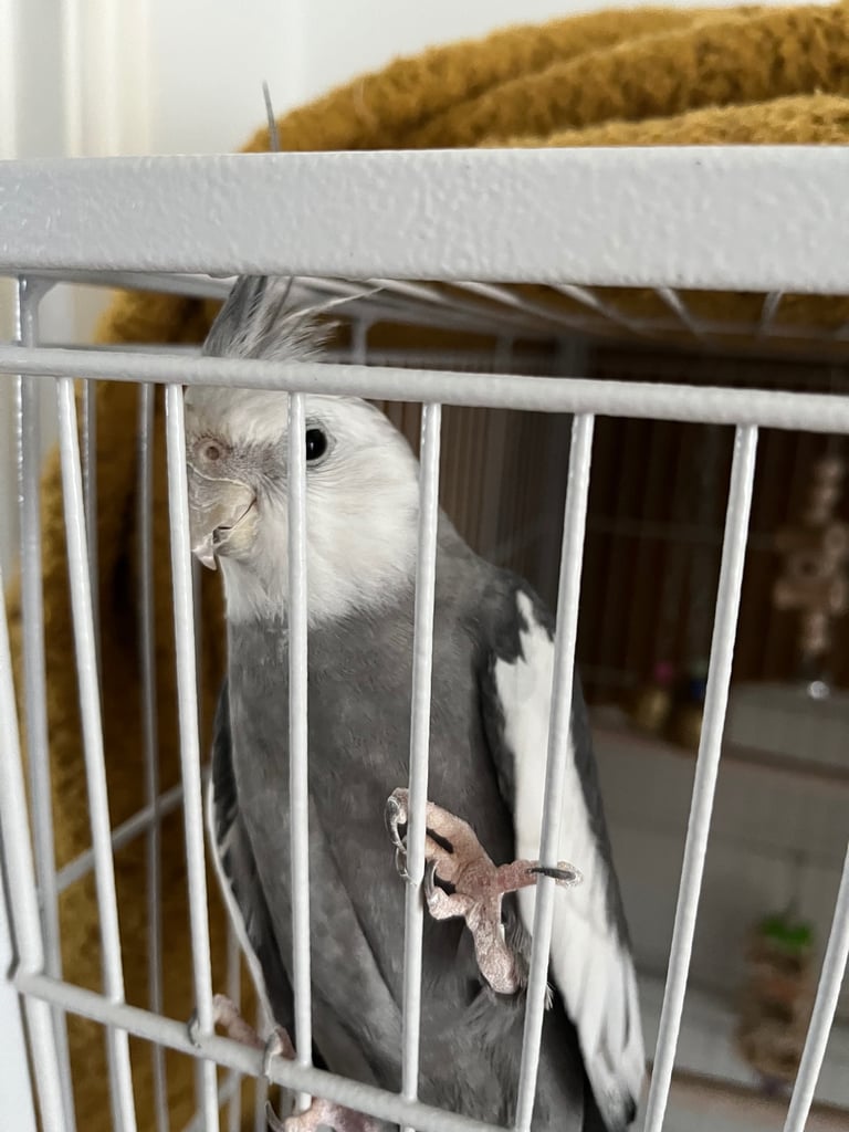 Cockatiel