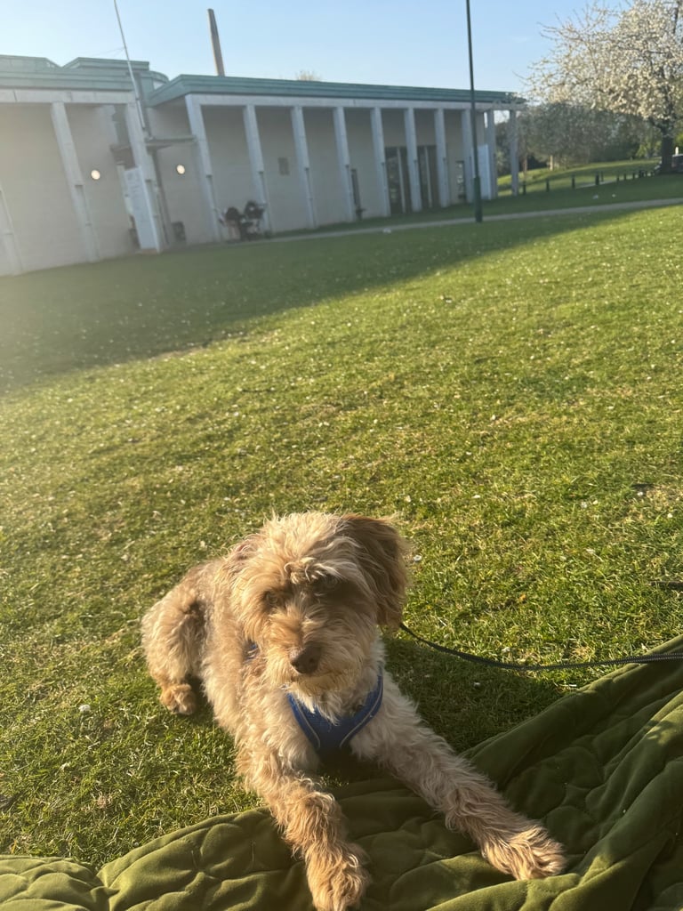 Yorkie poo