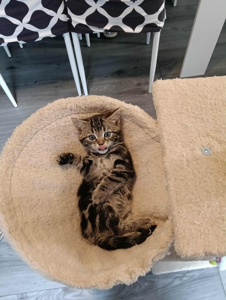 image for Kittens for sale