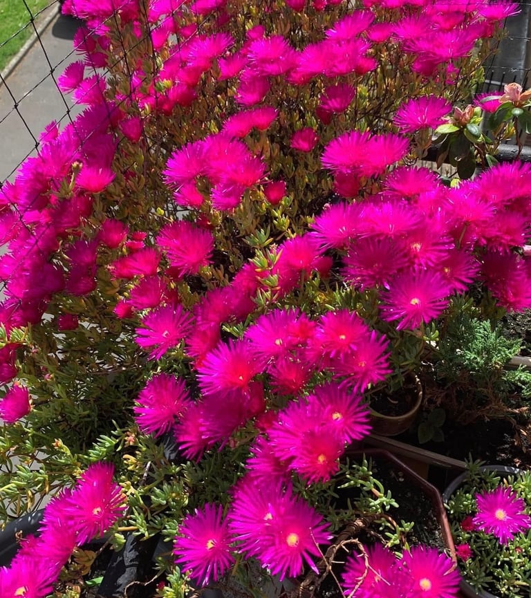 Pink flowers plants 