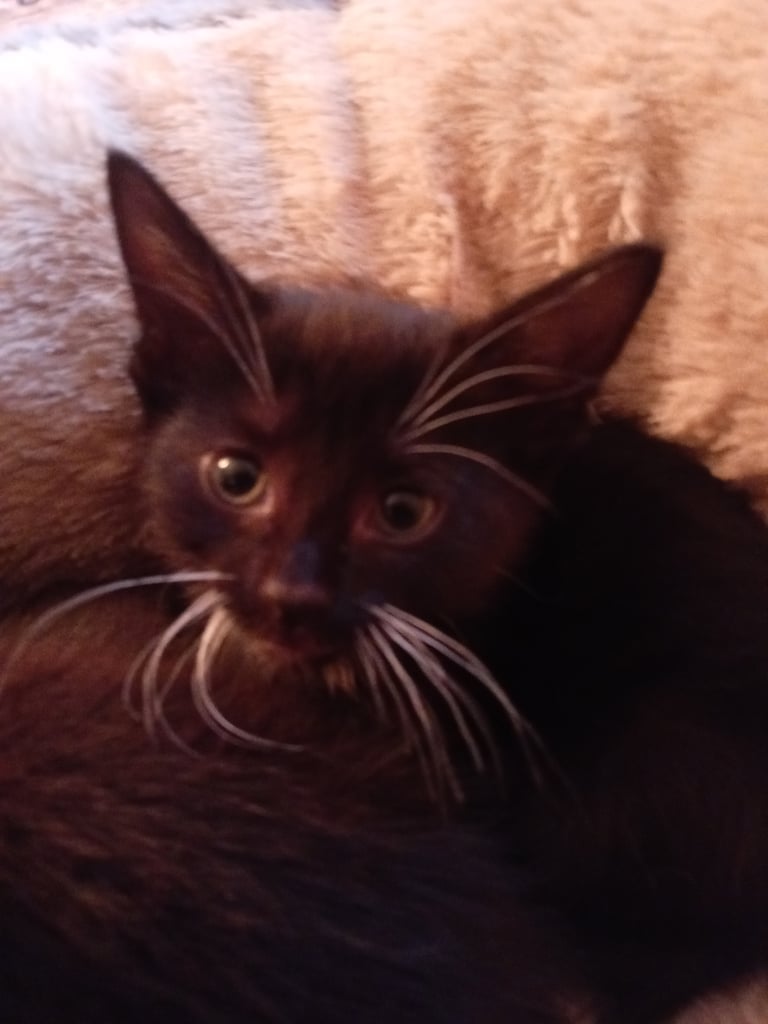 2 adorable tuxedo female kittens