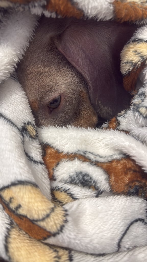 Male Miniature Dachshund Blue Tan Sausage Dog 