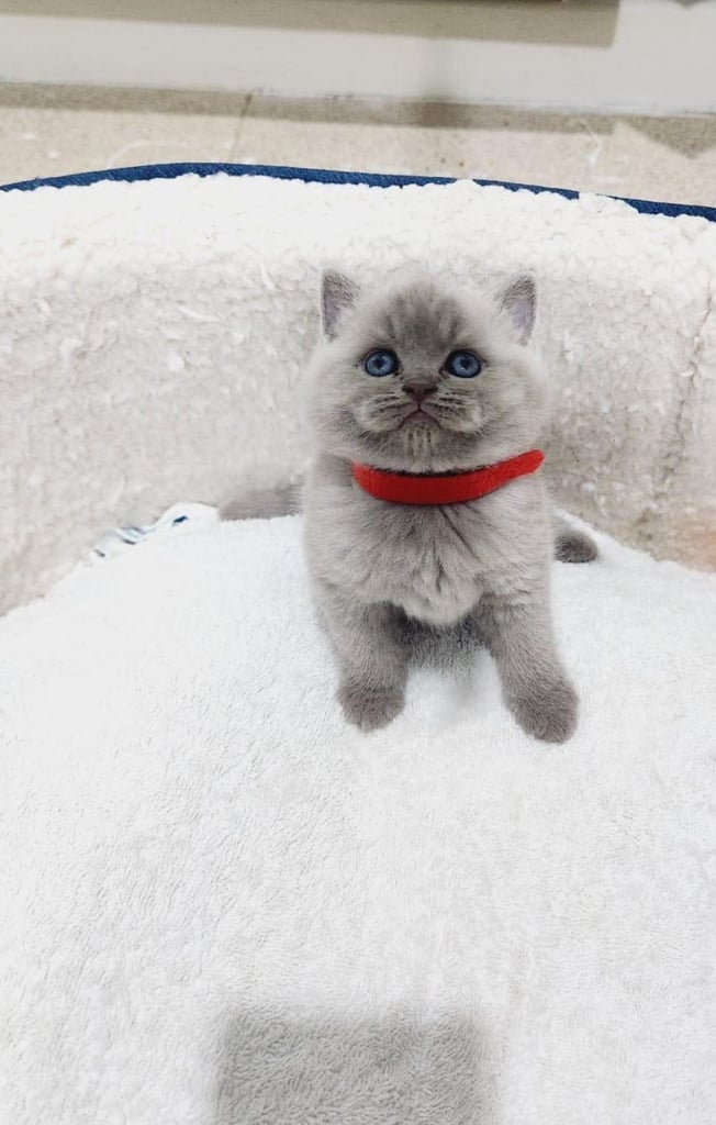 British Shorthair Cats Kittens for Sale in West Yorkshire Gumtree