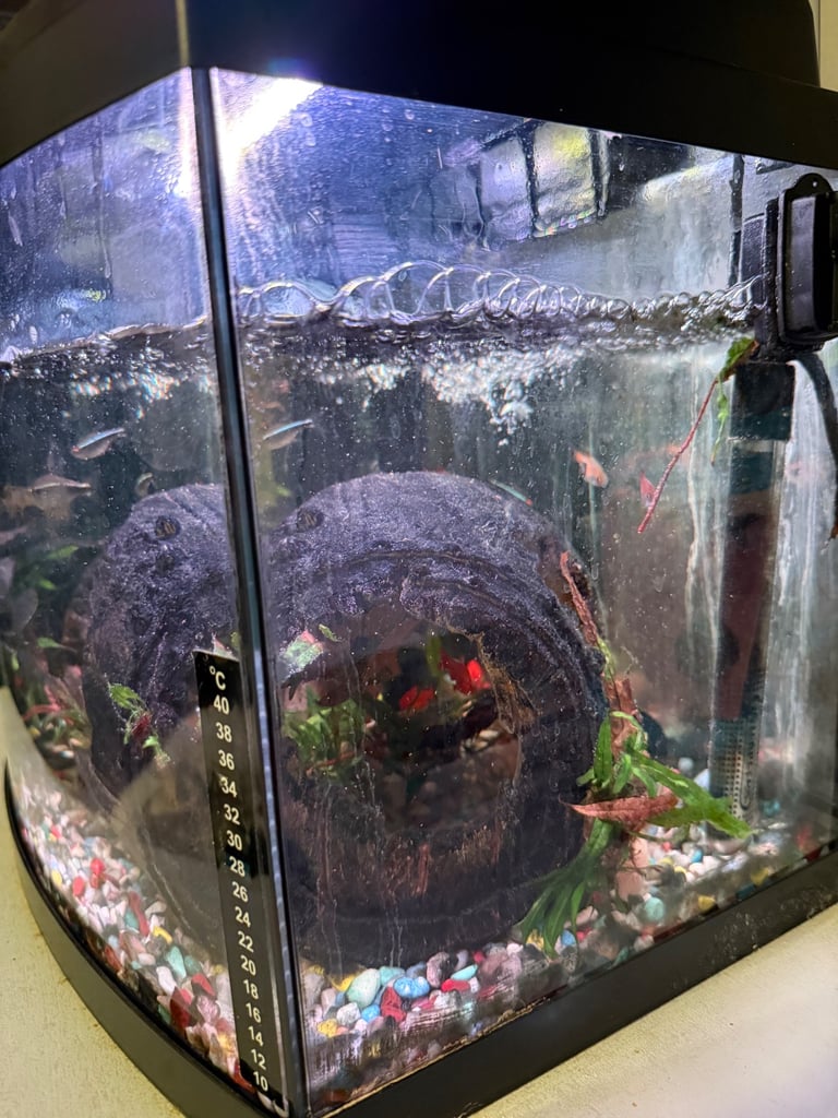 Fish tank with tropical fish and accessories 