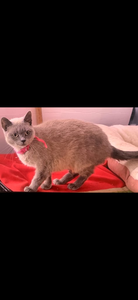 2 female cats and 1 male British shorthair and 1 kitten persian cross British shorthair