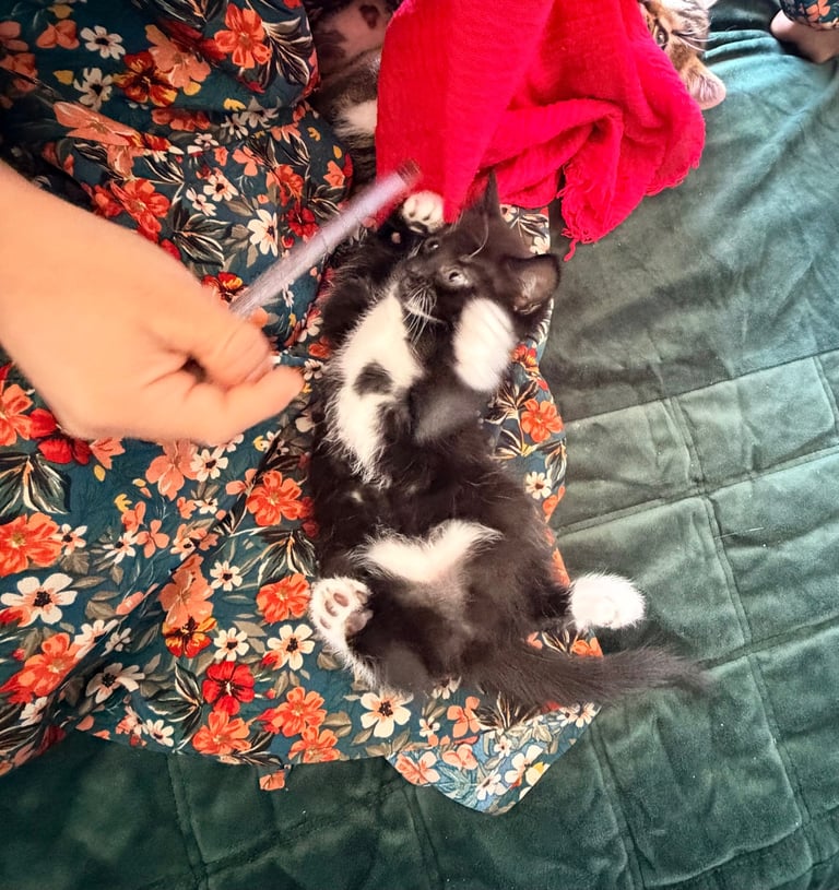 Tabby kitten