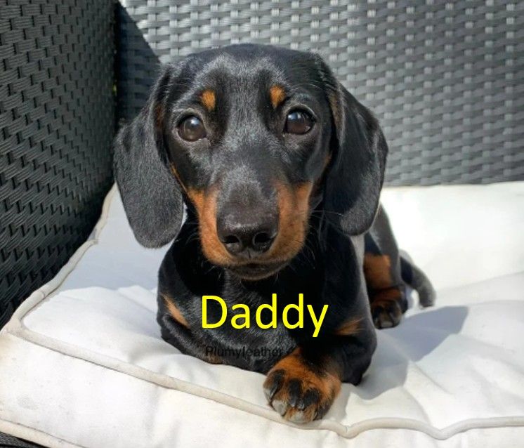 Miniature Dachshund Puppies   **Ready soon**