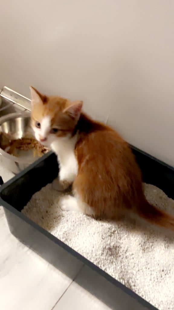 1 playful kitten for sale 
