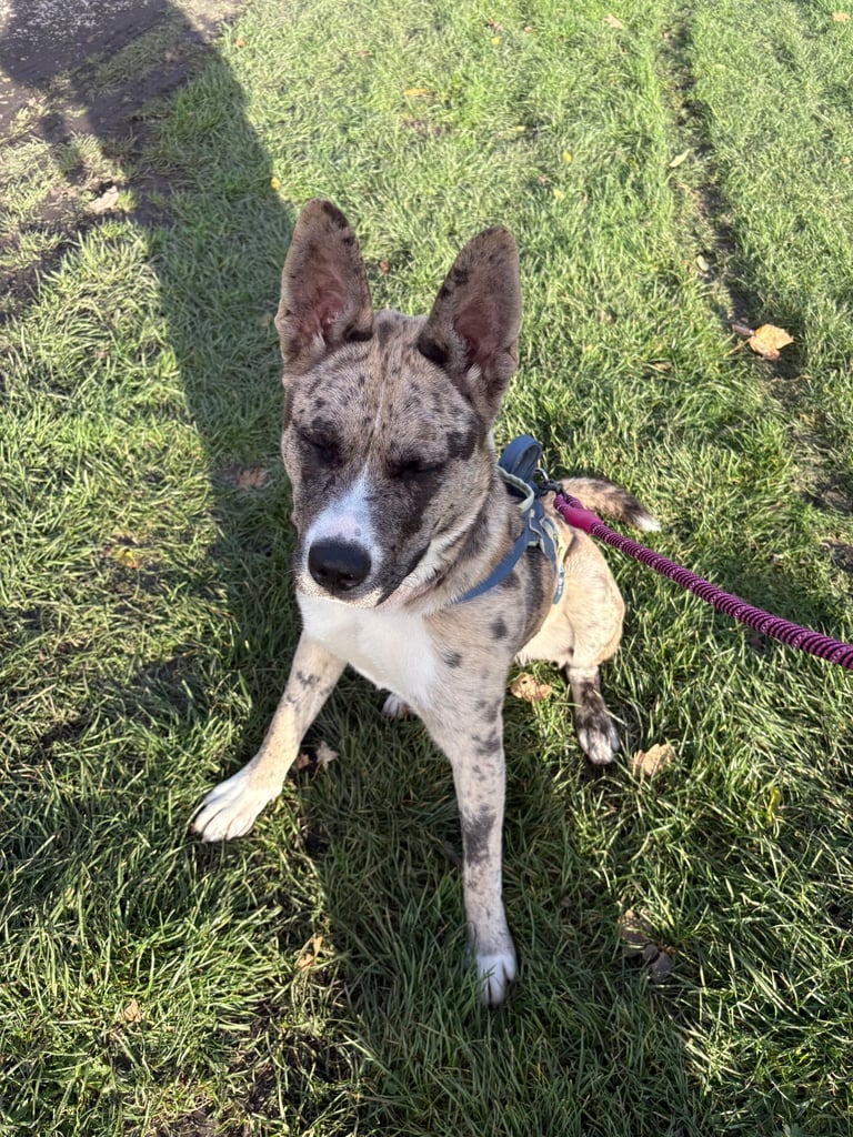 Gorgeous Female Husky Mixed 