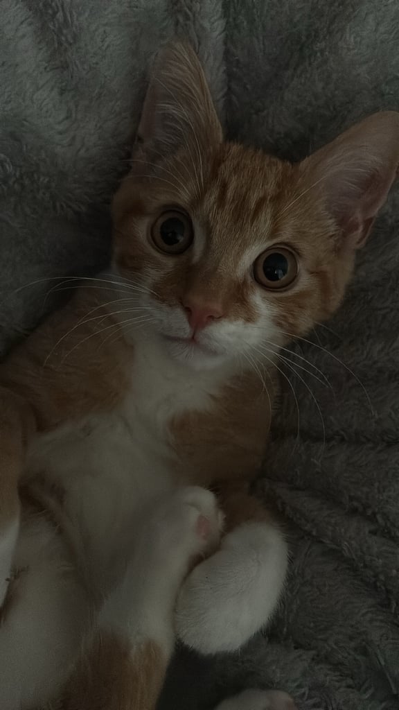 6 month old kitten for sale 