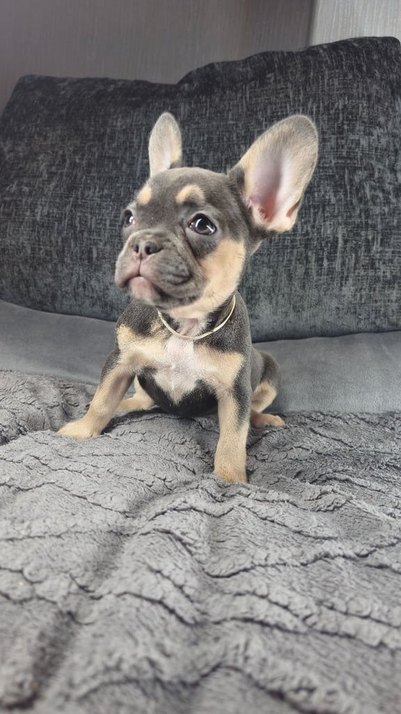 KC unique french bulldog puppies