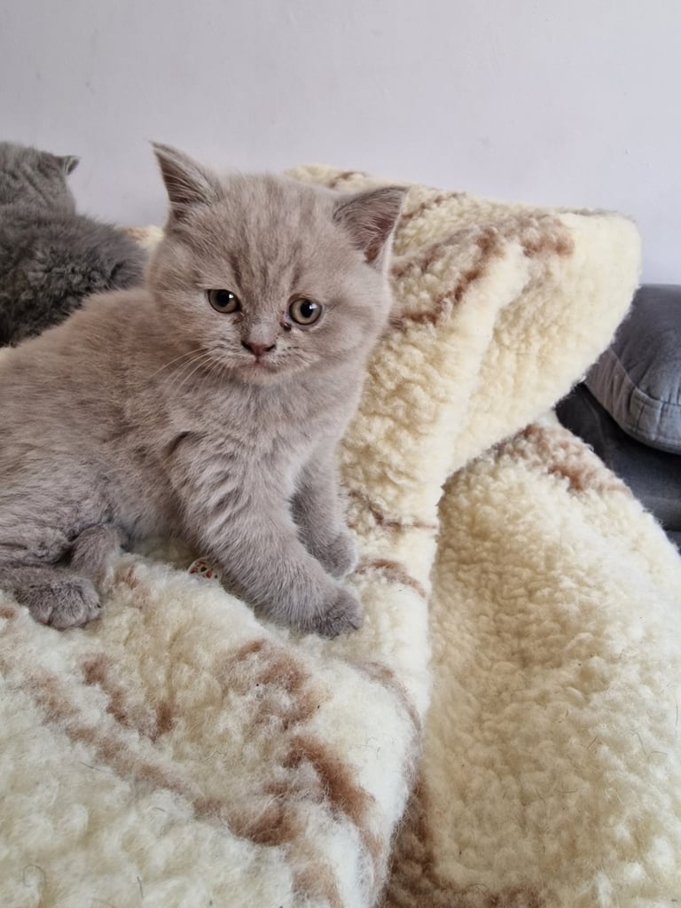 British shorthair kittens 