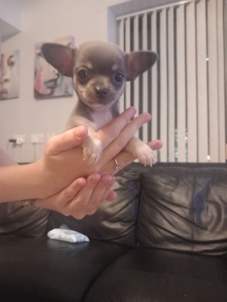 Chihuahua puppy Belfast (RESERVED)