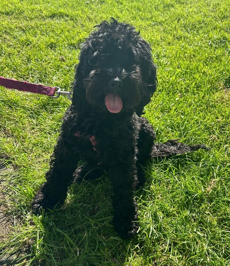 Beautiful Black Female Cockapoo – Loving Family Companion