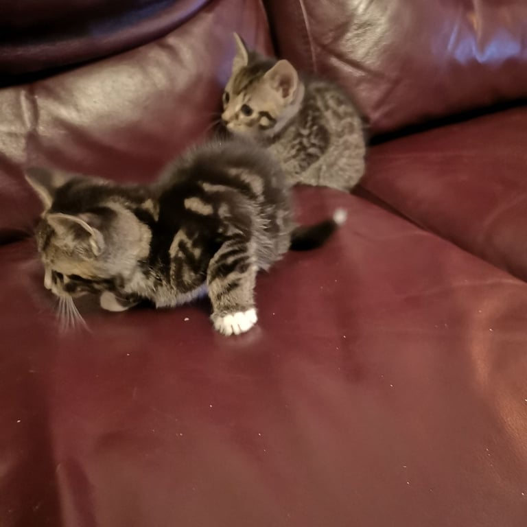 4 lovely kittens for sale 