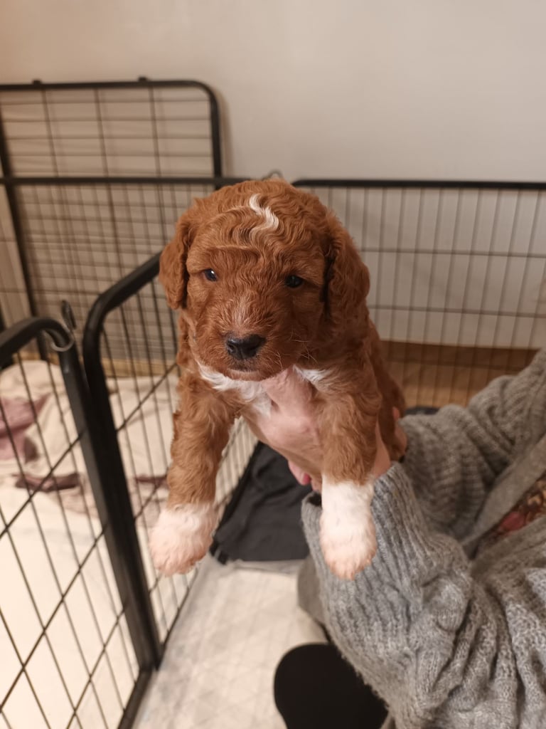 Poochon puppies 