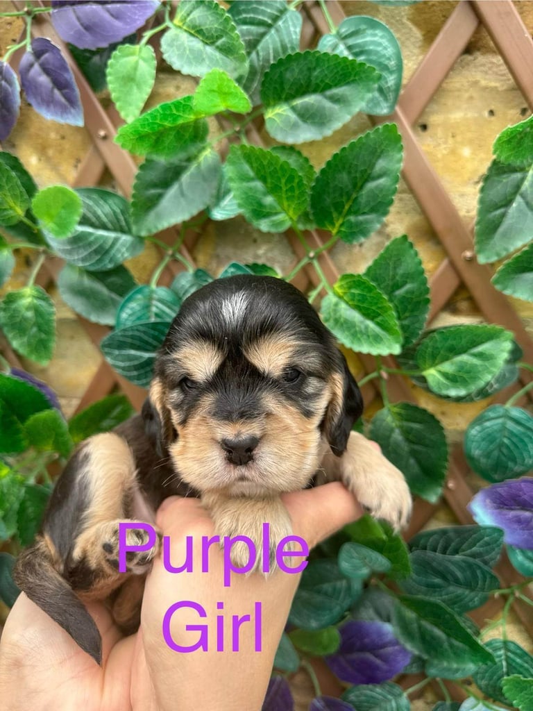 Superb show type cocker spaniel puppies 