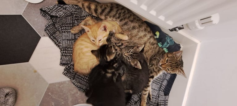 Adorable Kitten for Sale – Ready for her Forever Home!