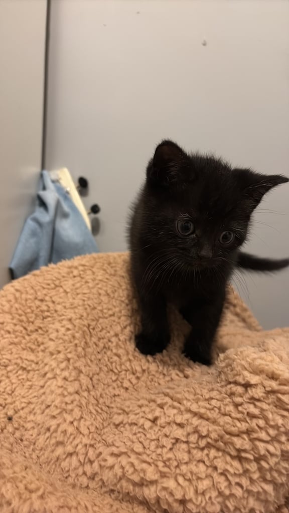 X breed bsh kittens 2 Little boys left   PRICE REDUCED 