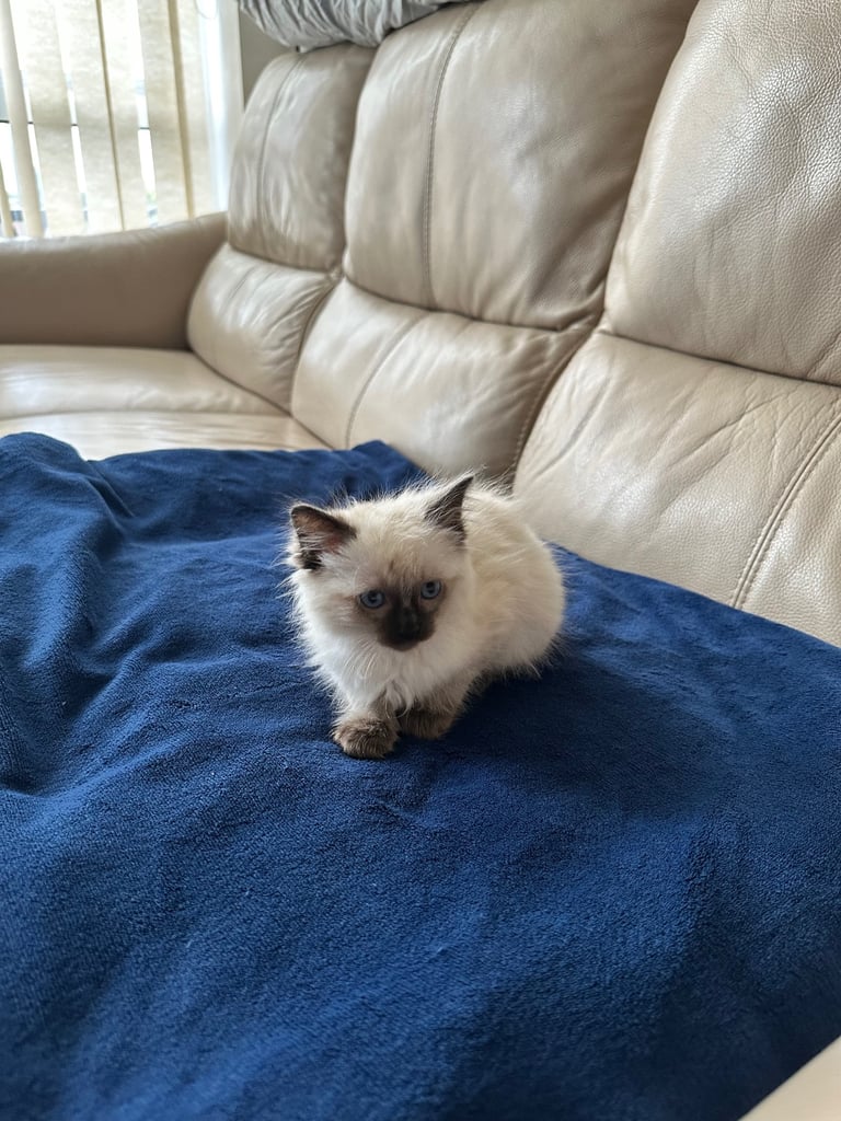 Beautiful male Ragdoll kitten - 8 weeks old