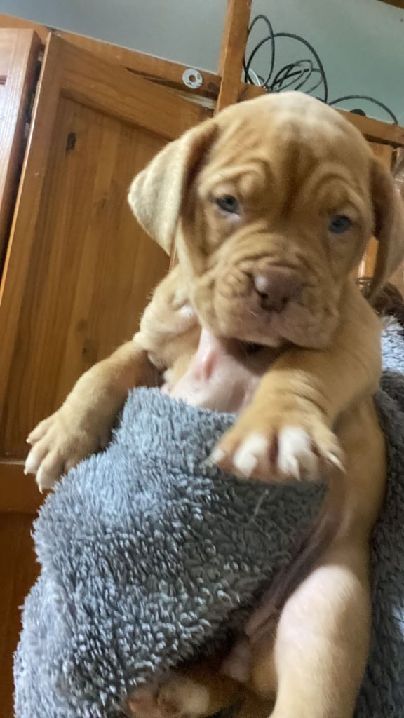 Staffie x Dogue de bordeaux puppies