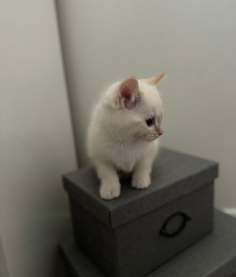 Flame point shorthair kittens 