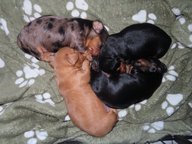 image for 🐾 Adorable Miniature Long-Haired Dachshund Puppies – Ready Mid-November 🐾 .