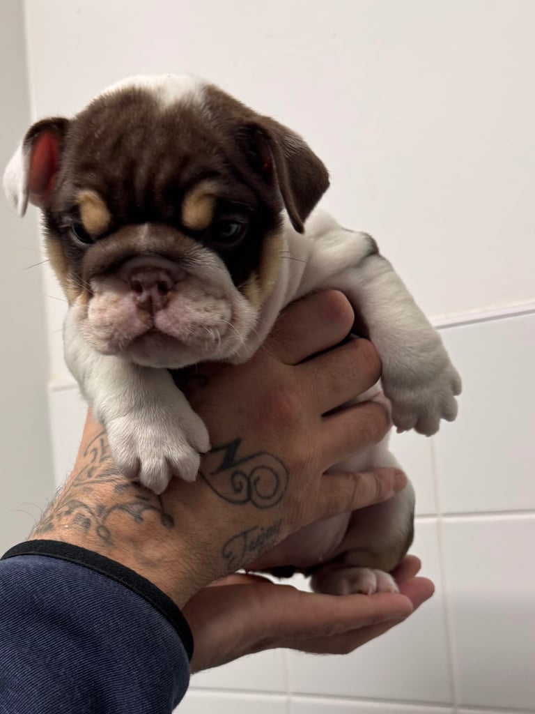 Australian Bulldog Miniature English Bulldog Rescue English