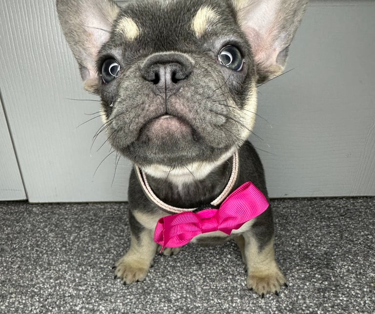 FEMALE BLUE TAN FRENCHIE PUP EXCELLENT LINES⭐️🧬