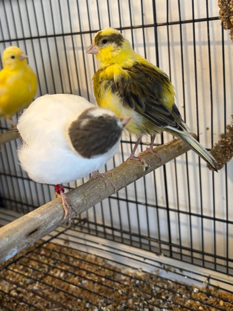 Gorgeous fife and border canaries
